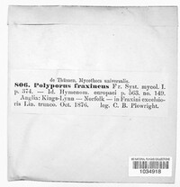Polyporus sanguineus image